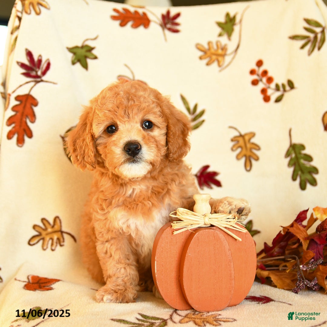 Havapoo dogs for sale: Hero - Ad 2