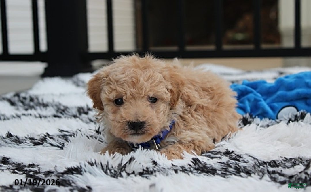 Bichpoo dogs for sale: Rolo - Ad 6