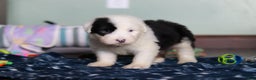Old English Sheepdog dogs for sale: Austin - Ad 4