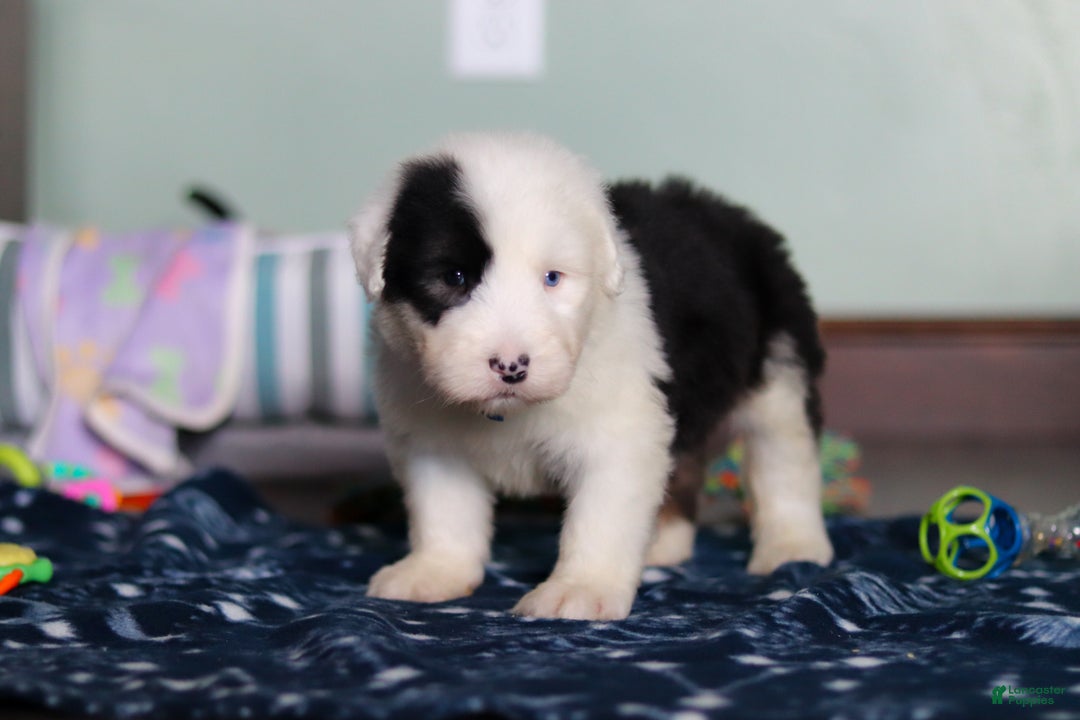 Old English Sheepdog dogs for sale: Austin - Ad 4