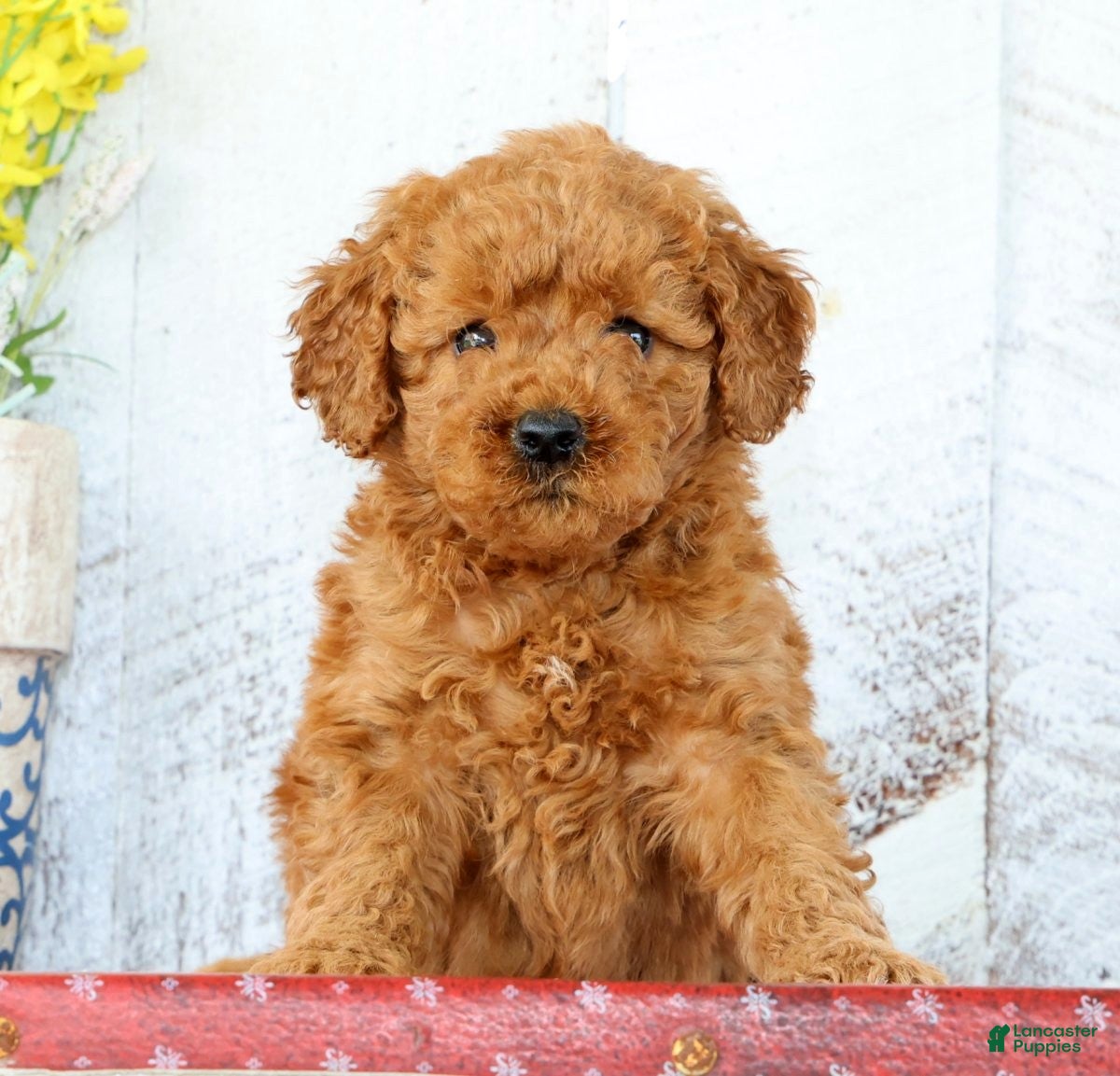 Mini Goldendoodle dogs Kimmy - Ad 2