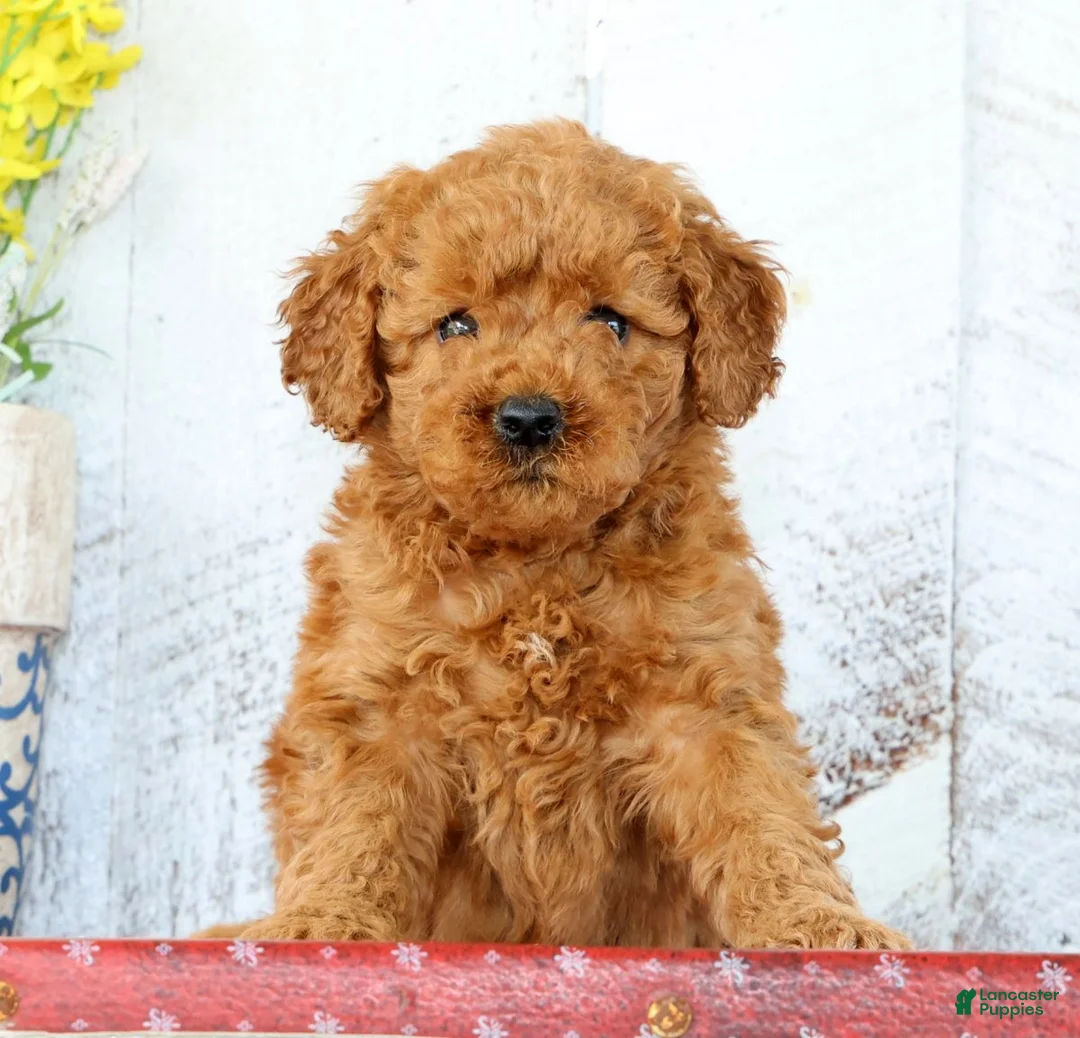 Mini Goldendoodle dogs for sale: Kimmy - Ad 2