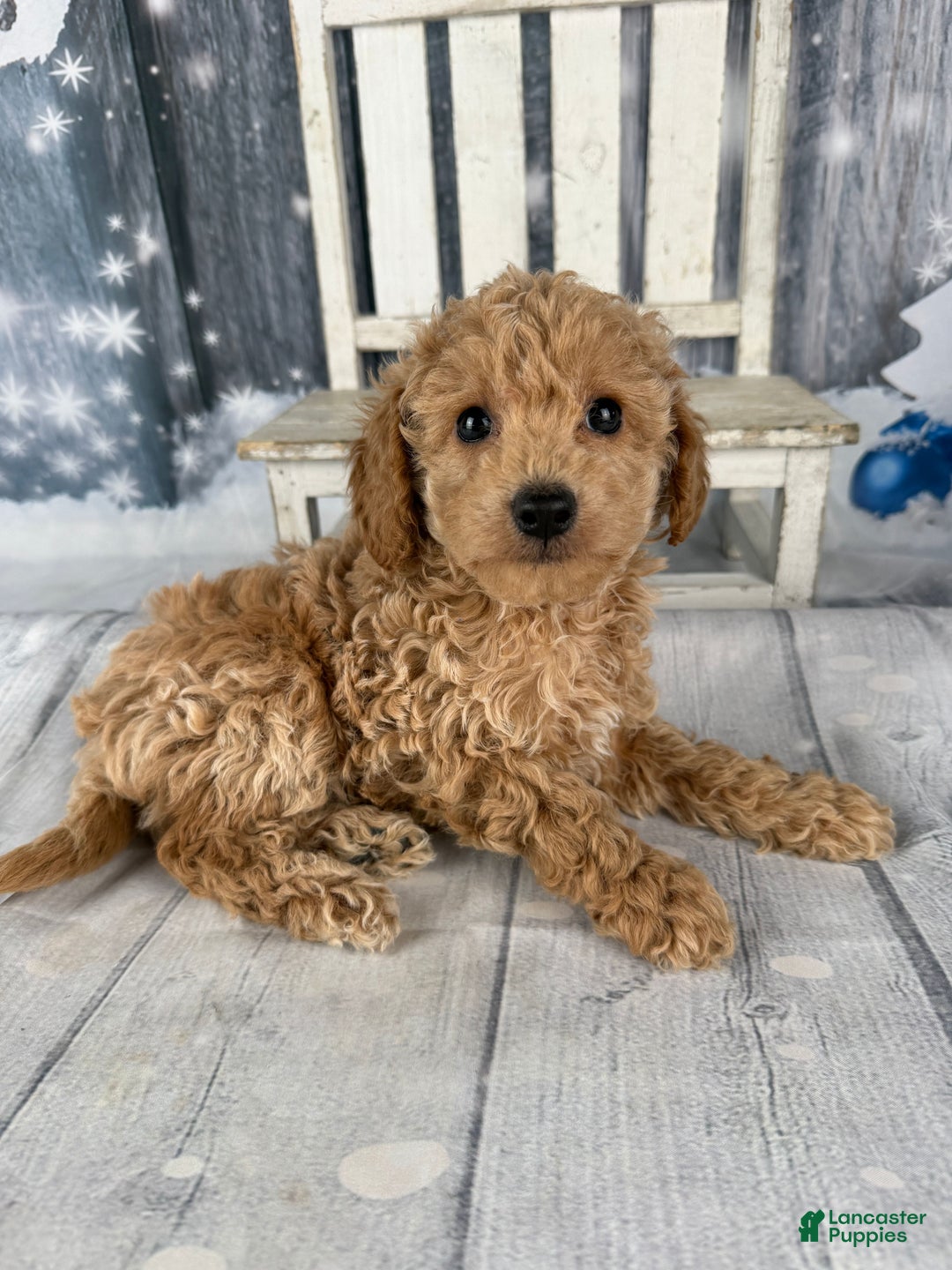 Cavapoo dogs for sale: Willow - Ad 1
