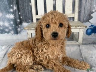 Cavapoo dogs Willow - Ad 1