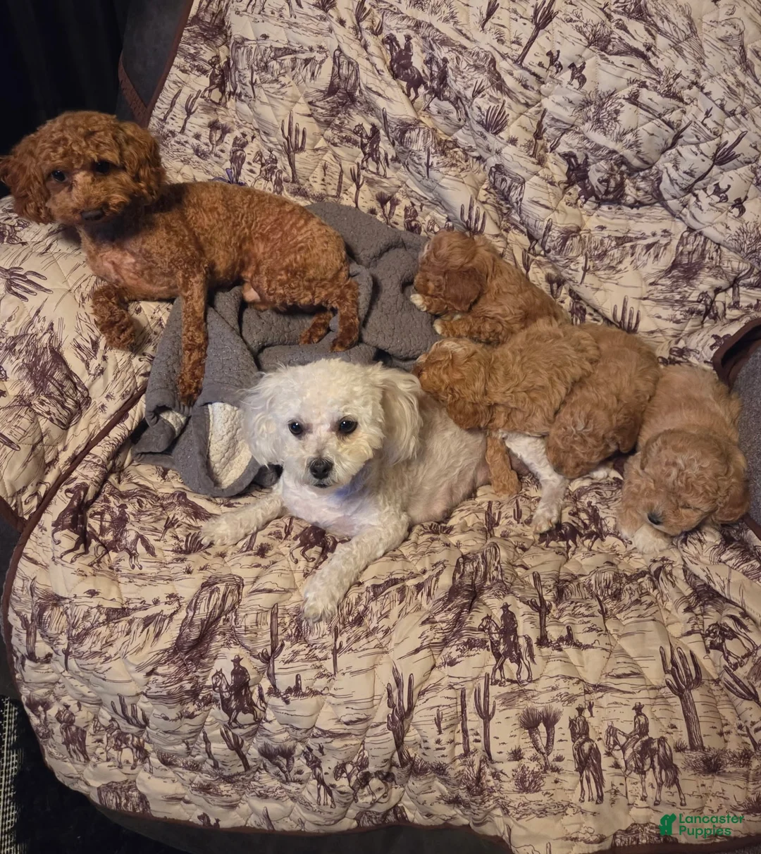 Bichpoo dogs for sale: Butterscotch  - Ad 2
