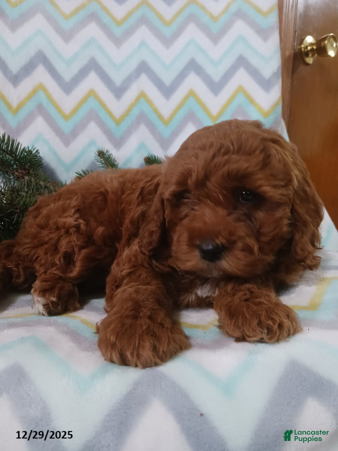 Cockapoo dogs for sale: Diana - Ad 2