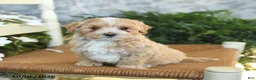 Maltipoo dogs for sale: Hazel - Ad 2