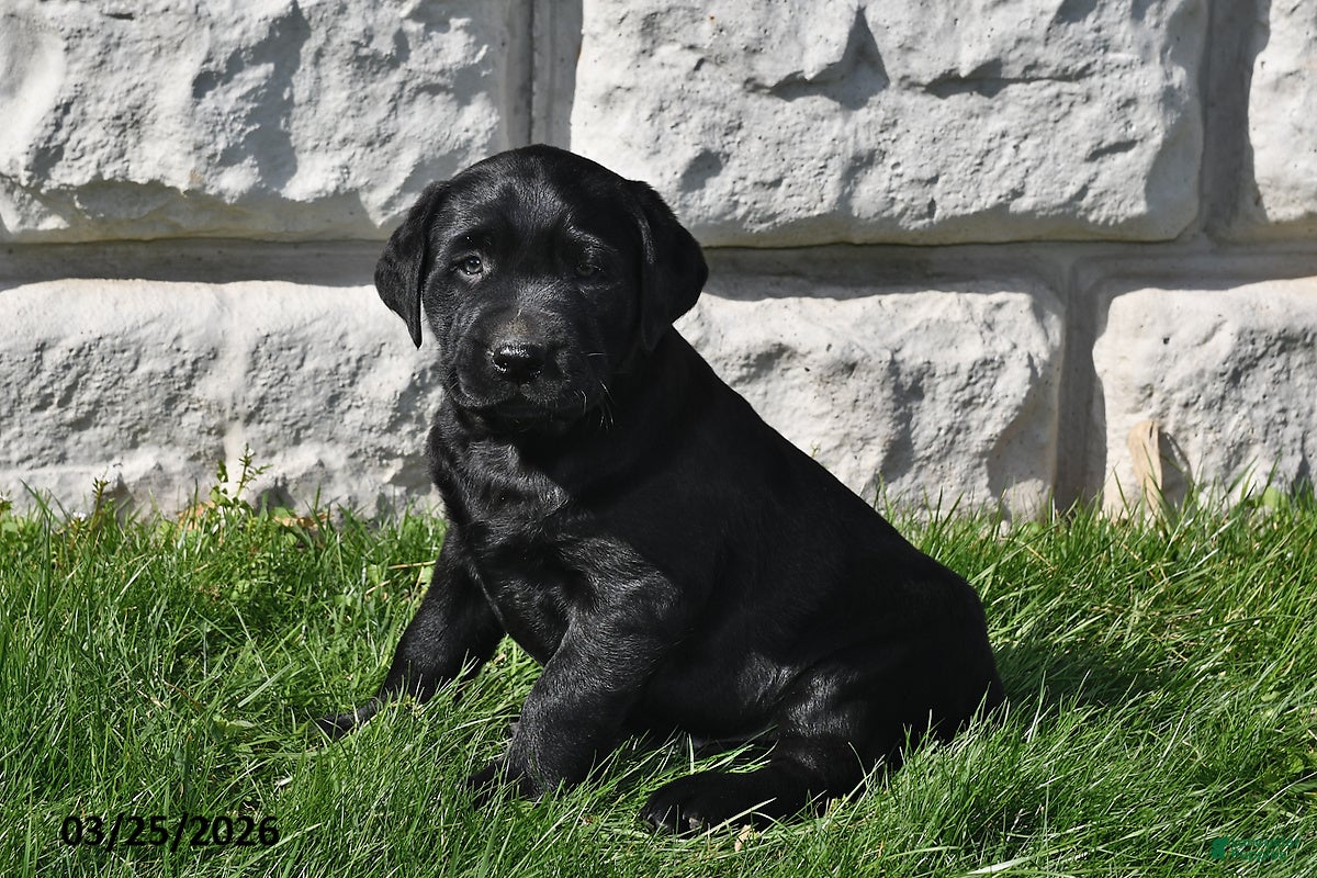 Labrador Retriever dogs Tanner - Ad 1