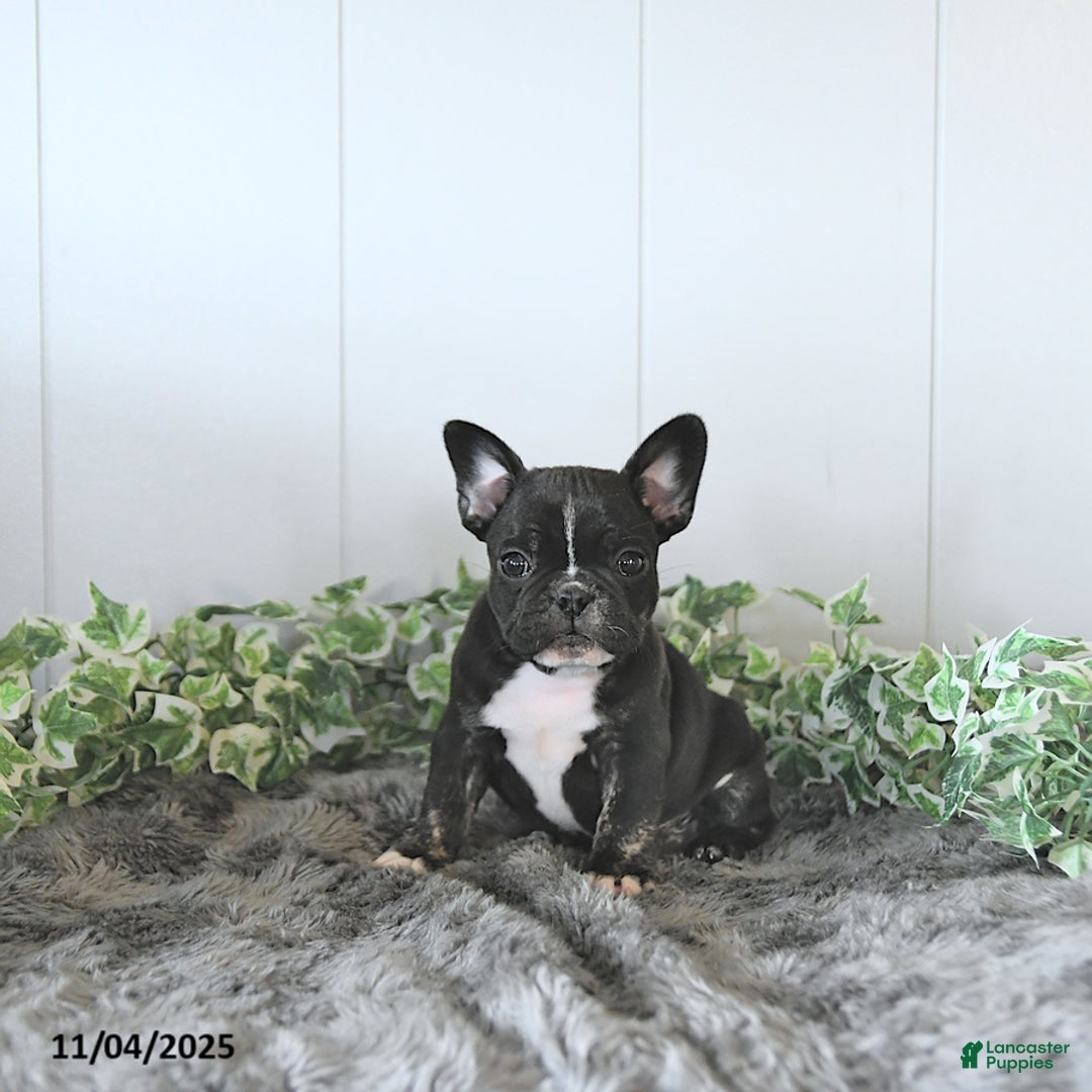 Frug dogs for sale: Mason - Ad 1