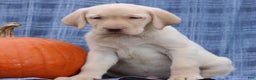 Labrador Retriever dogs for sale: Jimmy - Ad 3