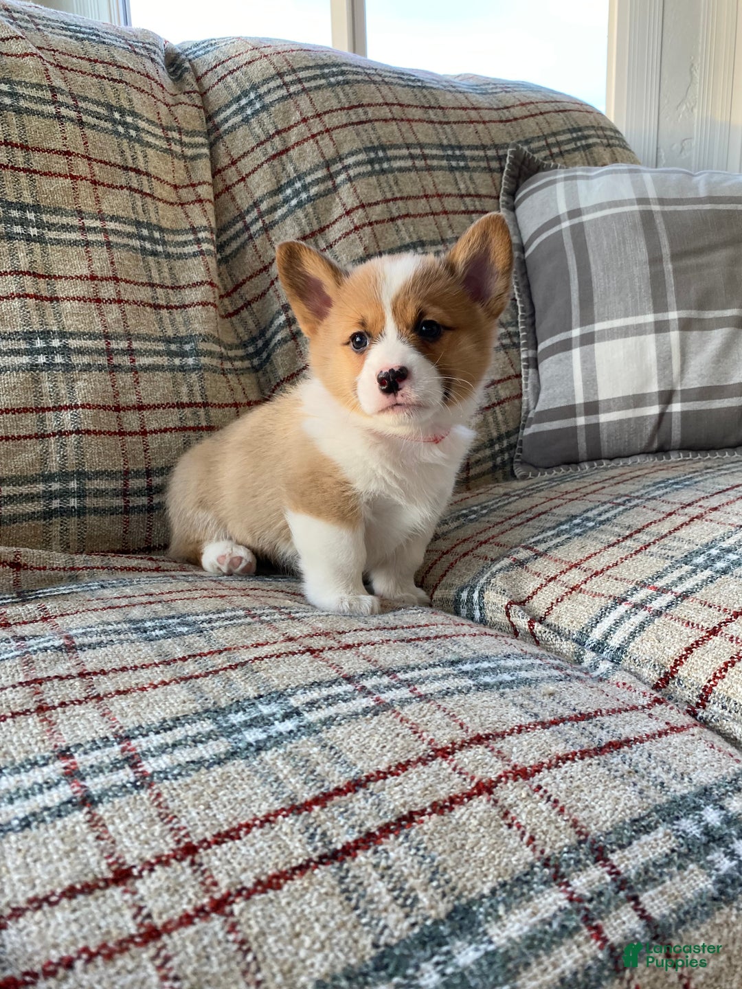 Welsh Corgi Pembroke dogs for sale: Welsh Corgi Pembroke Puppy 1 - Ad 4