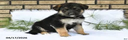 German Shepherd dogs for sale: Reo - Ad 3