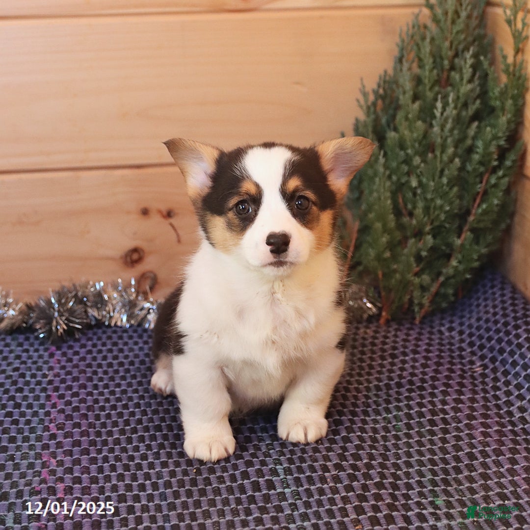 Welsh Corgi Pembroke dogs for sale: Happy - Ad 5