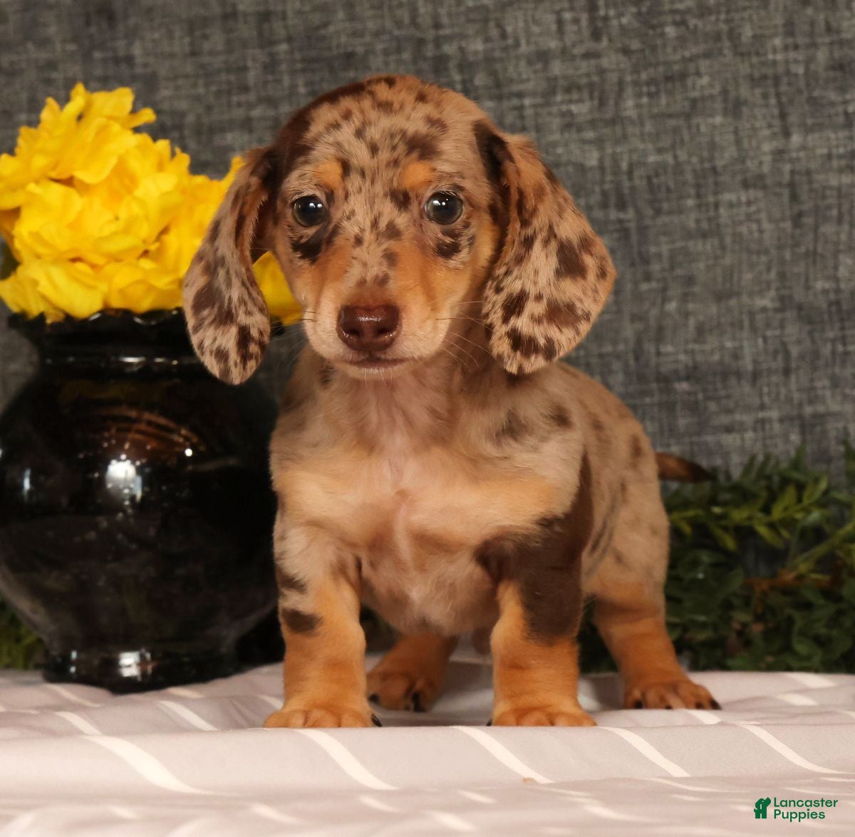 Miniature Dachshund dogs Jakey - Ad 1