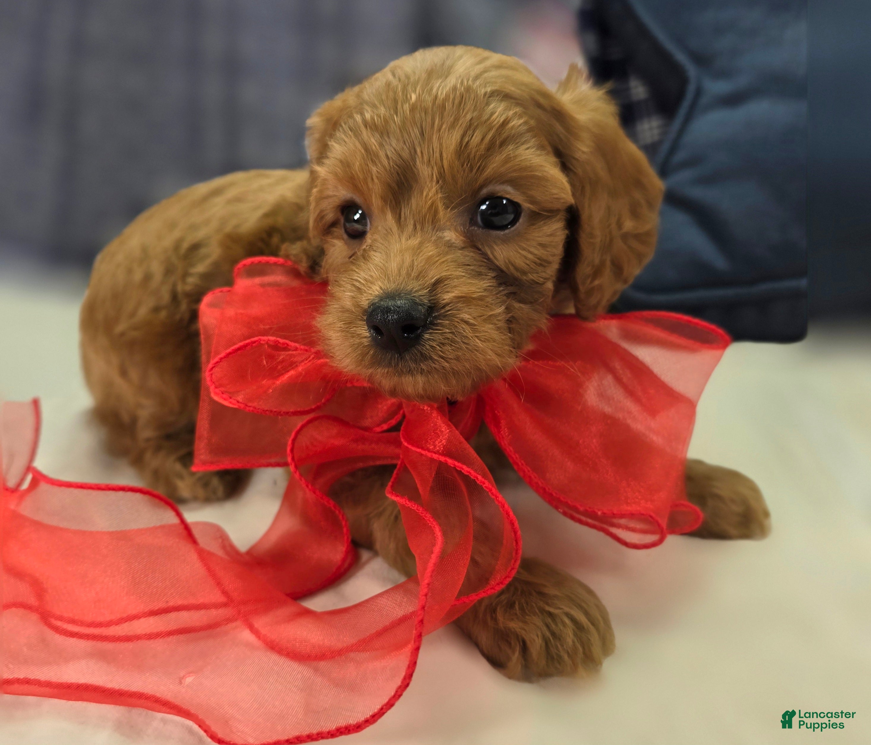 Cavapoo dogs Grub - Ad 9