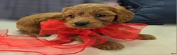 Cavapoo dogs for sale: Grub - Ad 11