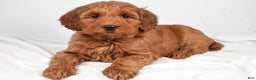 Goldendoodle dogs for sale: Patty-medium size  - Ad 4