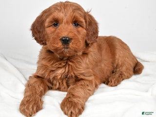 Goldendoodle dogs Patty - Ad 30