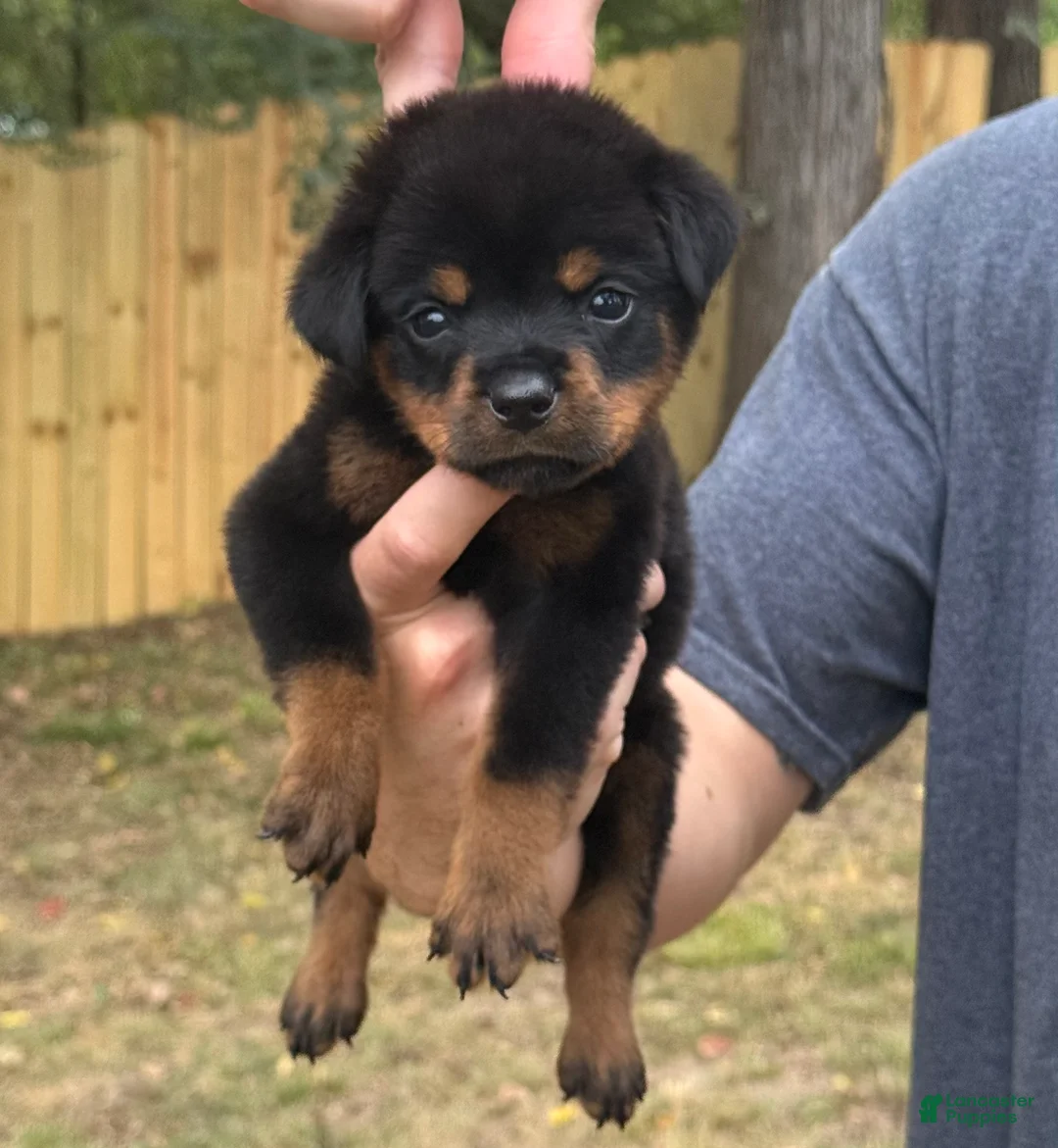 Rottweiler dogs for sale: REMUS - Ad 2