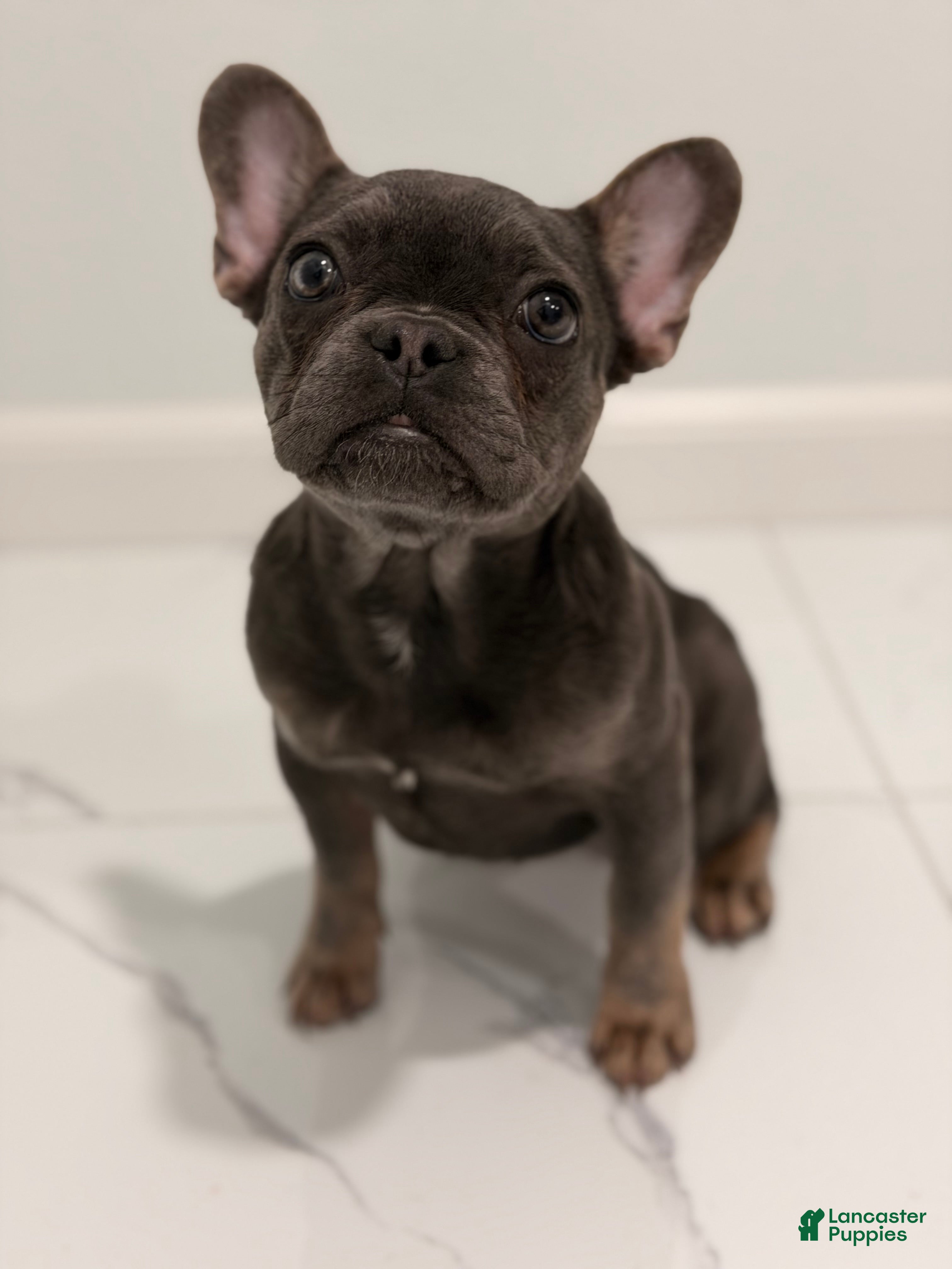 French Bulldog dogs Munchkin  - Ad 1