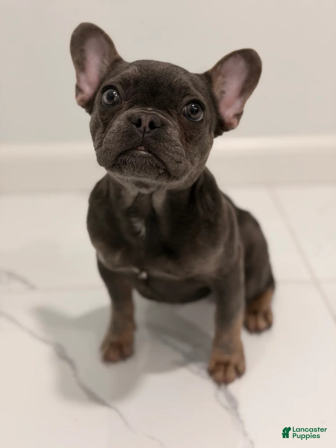 French Bulldog dogs for sale: Munchkin  - Ad 1