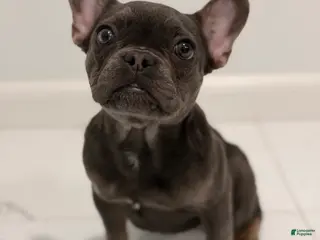 French Bulldog dogs for sale: Munchkin - Ad 1