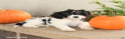 Cavapoo dogs for sale: Angel - Ad 4
