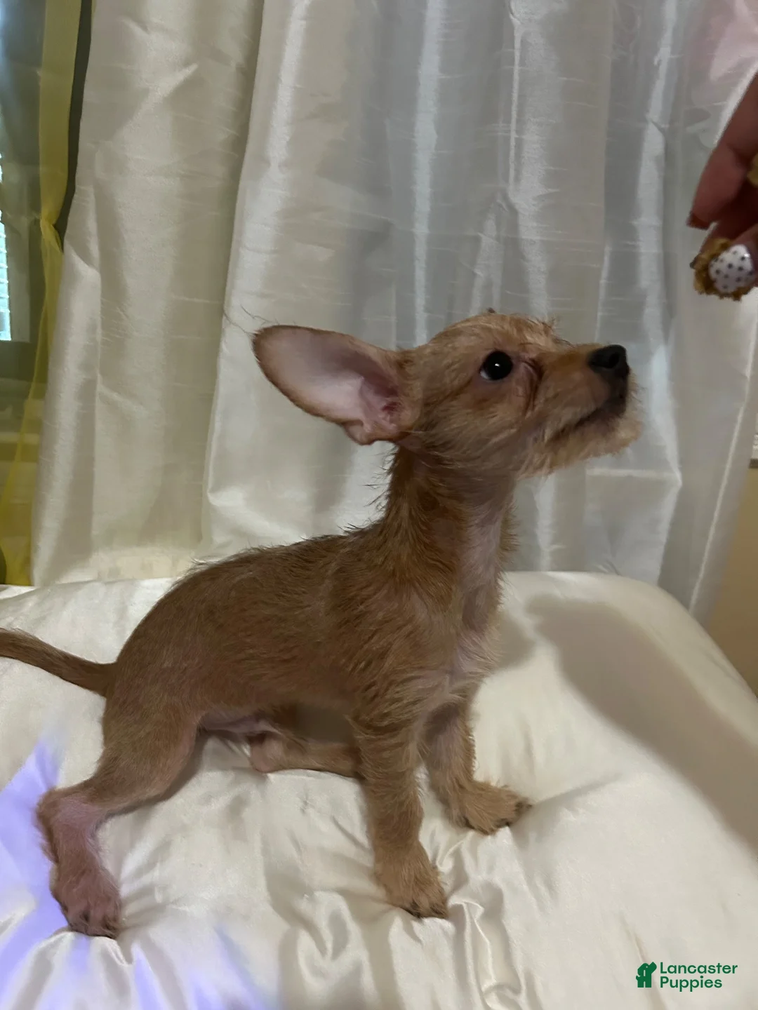 Chorkie dogs for sale: Ghost - Ad 2