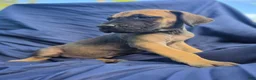 Great Dane dogs for sale: Amara - Ad 4