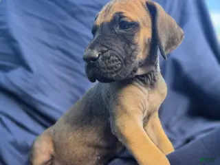 Great Dane dogs Amara - Ad 13