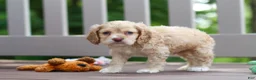 Cocker Spaniel dogs for sale: Theo - Ad 6