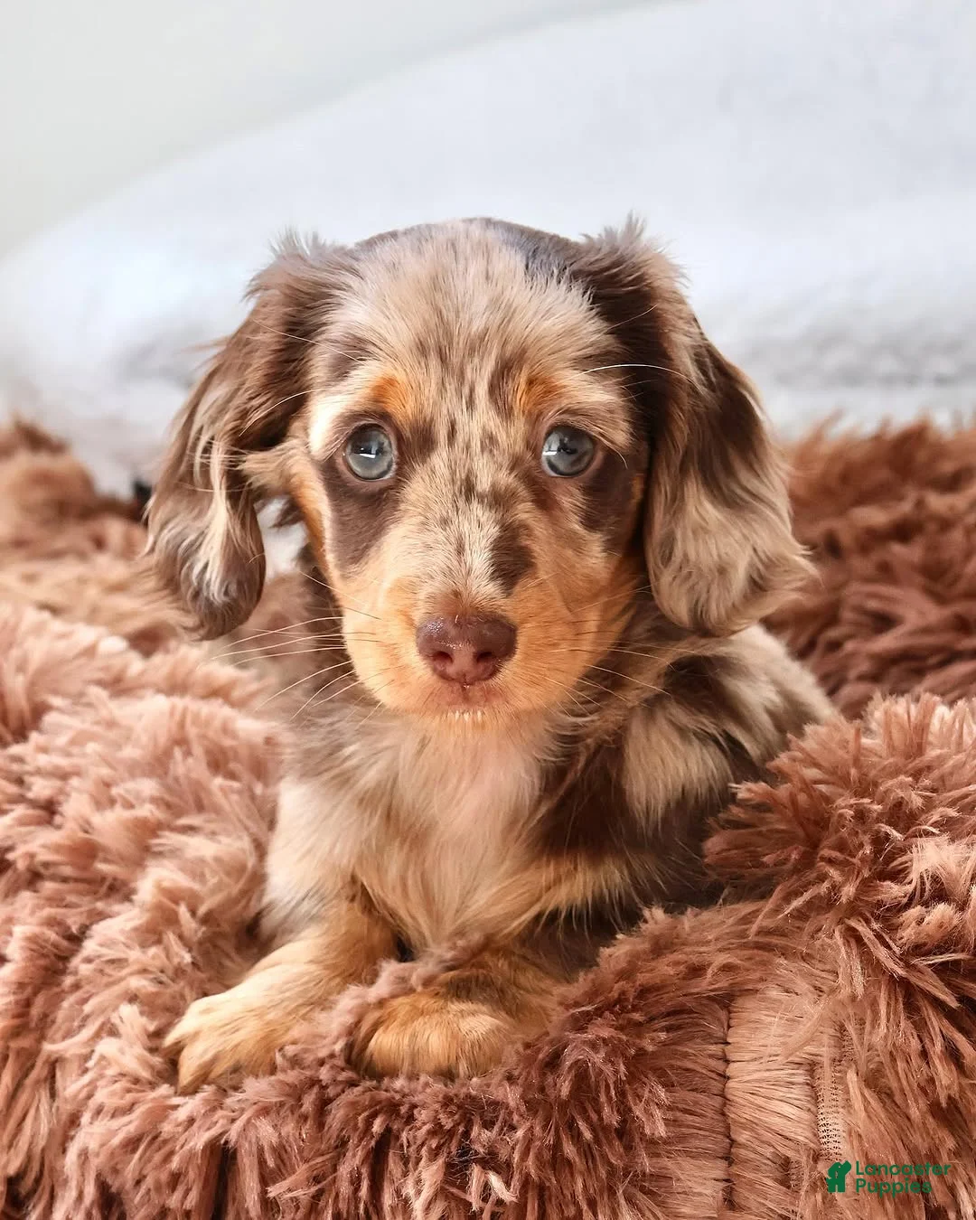 Miniature Dachshund dogs for sale: Miniature Dachshund Puppy 3 - Ad 2