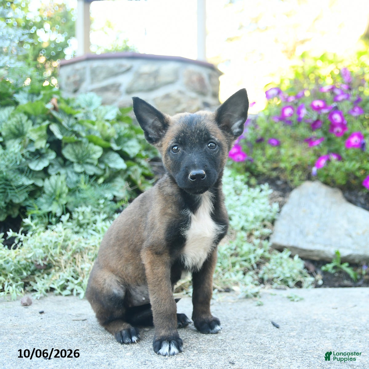Aurora (Belgian Malinois, Female) in Honey Brook, PA