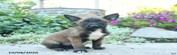 Belgian Malinois dogs for sale: Aurora - Ad 1