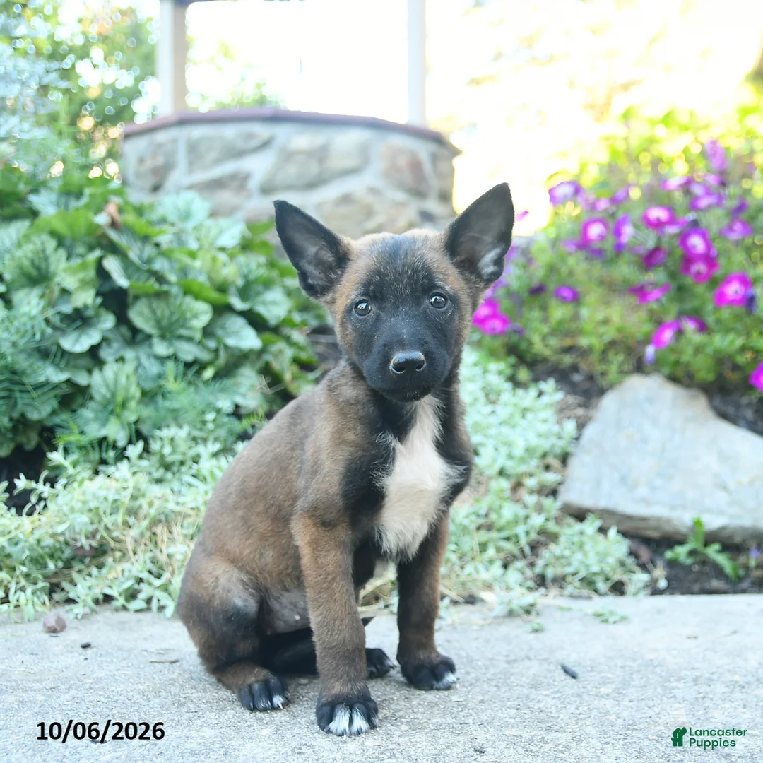 Belgian Malinois dogs for sale: Aurora - Ad 1