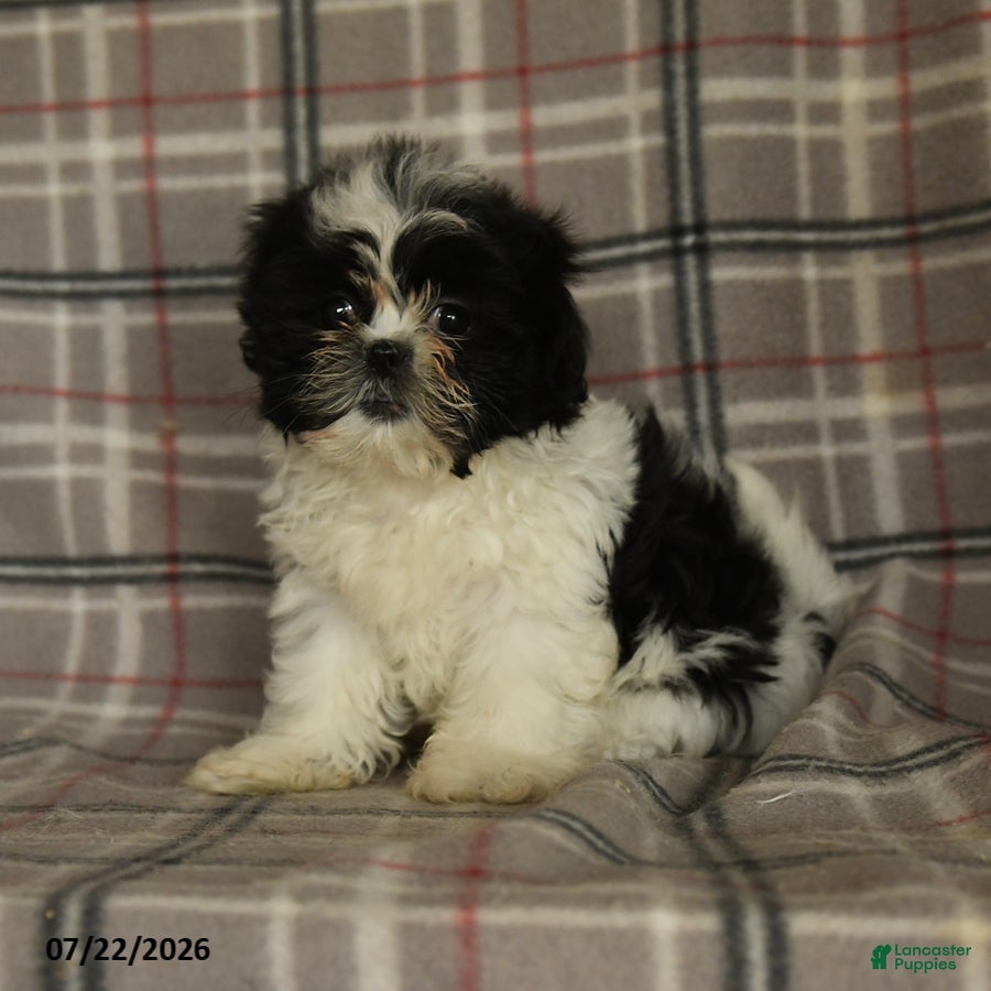 Shih Tzu dogs Kolby - Ad 1