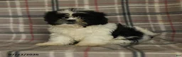 Shih Tzu dogs for sale: Kolby - Ad 6