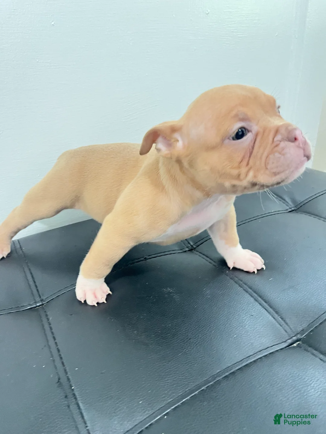 American Bully dogs for sale: American Bully 6 - Ad 2