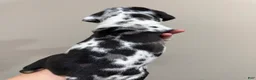 Catahoula Leopard Dog dogs for sale: Blue Boy #2 - Ad 4
