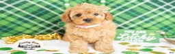 Cavapoo dogs for sale: Bailey - Ad 4