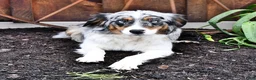 Australian Shepherd dogs for sale: Jewel - Ad 6
