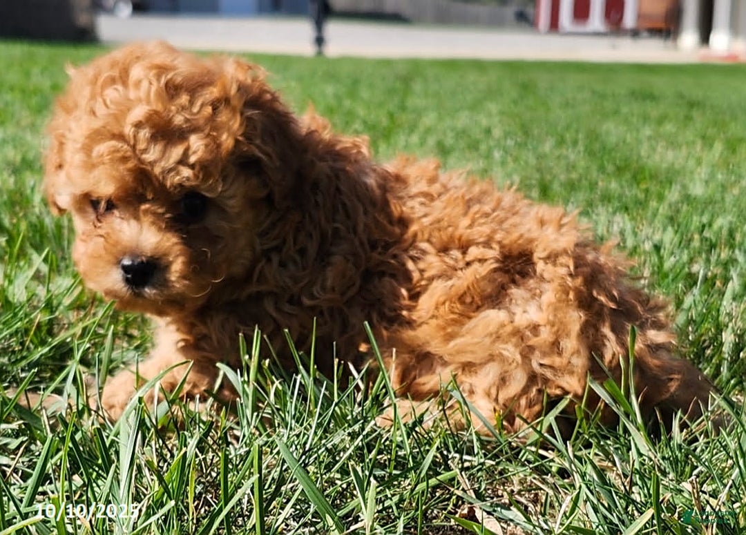 Cavapoo dogs for sale: Jake - Ad 20