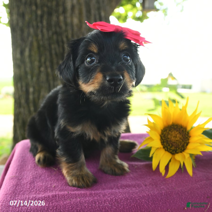 Yorkshire Terrier dogs Tabitha - Ad 2