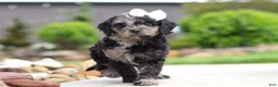 Cavapoo dogs for sale: Paris - Ad 1
