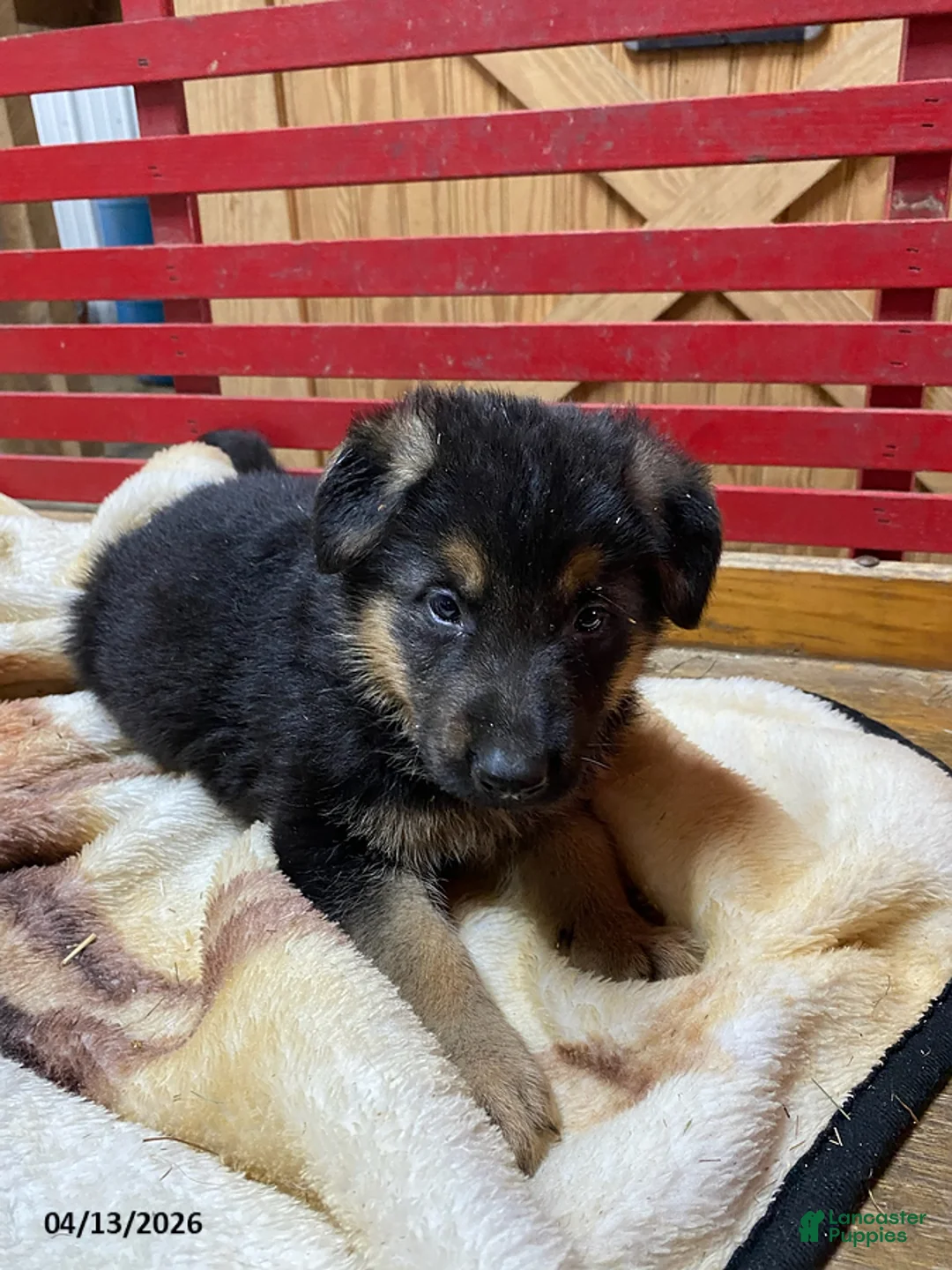 German Shepherd dogs for sale: Trevor - Ad 2