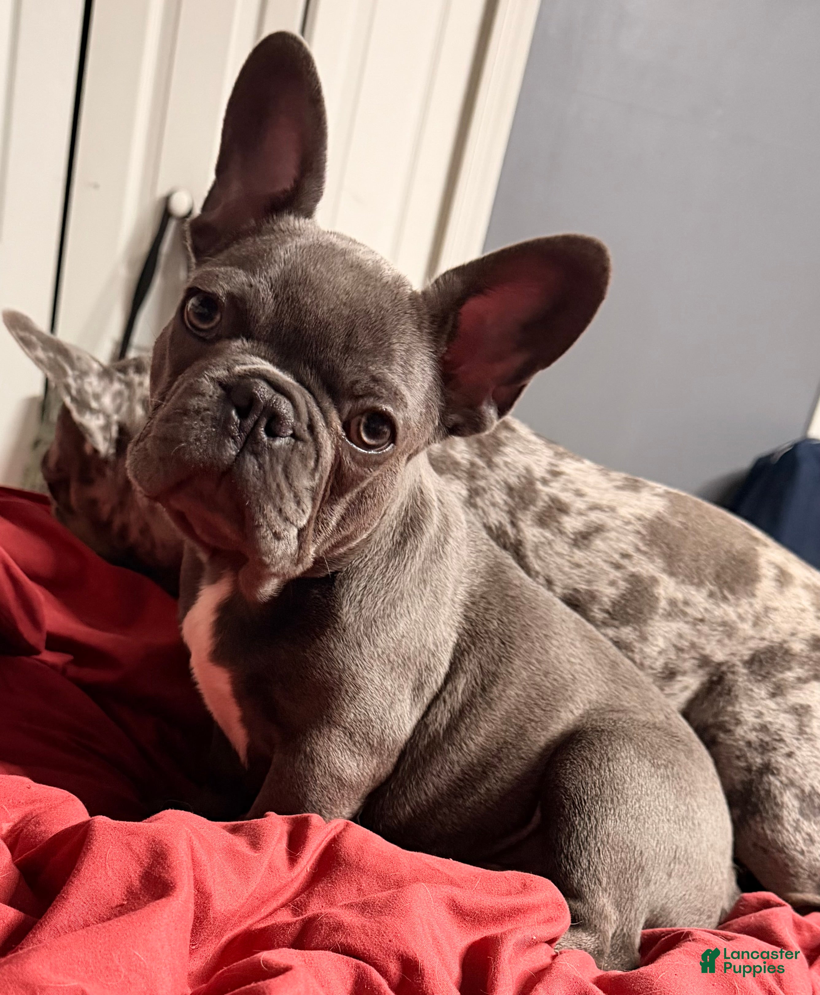French Bulldog dogs French Bulldog Puppy 3 - Ad 1