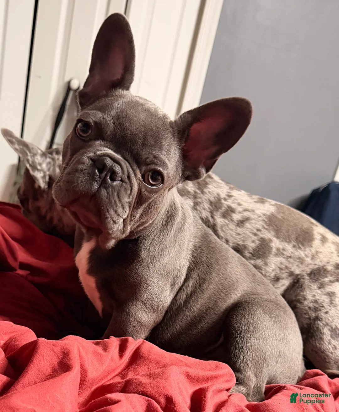 French Bulldog dogs for sale: French Bulldog Puppy 3 - Ad 1