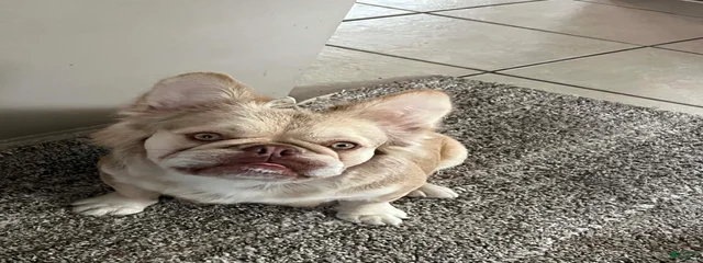 Coco