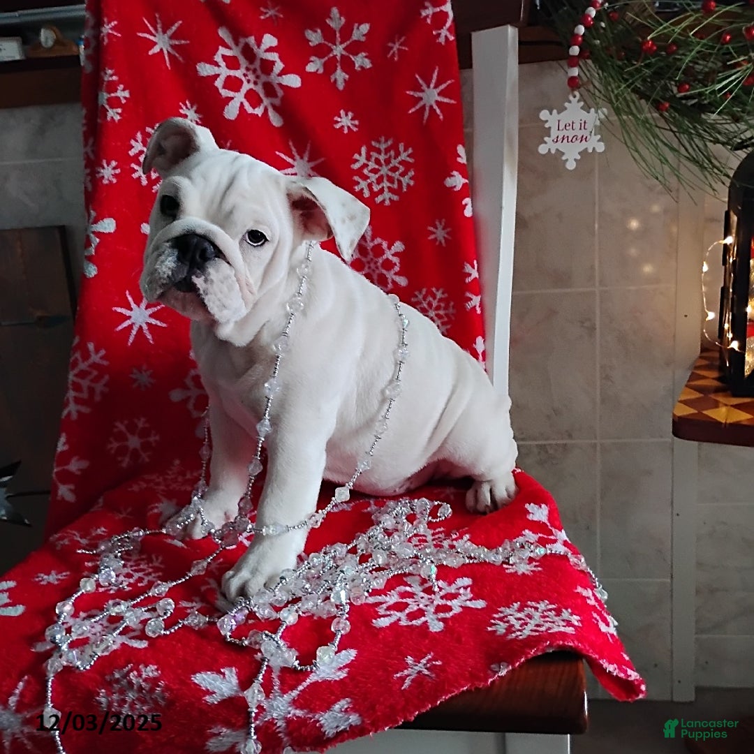 English Bulldog dogs for sale: Rayna - Ad 5