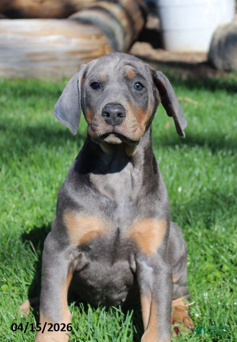 Doberman Pinscher dogs Rodney - Ad 1